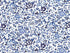 Coupon Liberty Katie and Milie bleu foncé, coupon 45x65cm dans Tissus Liberty par Marotte et Cie