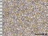 Popeline Liberty Emilias Flowers, x10cm dans Popelines imprimées par Couture et Cie