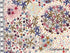 Tissu Liberty Adelajda Terracotta, x10cm dans Batistes Tana Lawn par Couture et Cie
