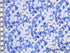Tissu Liberty Mitsi Valeria bleu layette, x10cm dans Batistes Tana Lawn par Couture et Cie