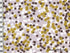 Tissu Shimmer reflection taupe dans MICHAEL MILLER par Couture et Cie