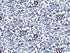 Tissu Liberty Katie and Millie bleu foncé, coupon 50x137cm dans Tissus LIBERTY OF LONDON par Couture et Cie